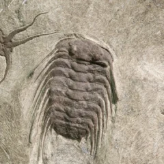 These 545-million-year-old fossil trails just rewrote the story of evolution