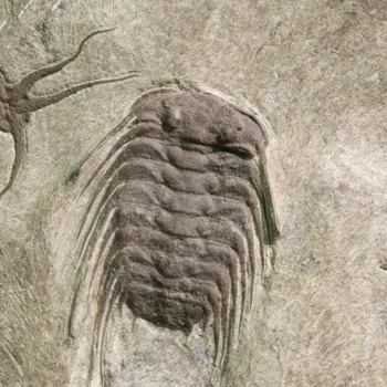 These 545-million-year-old fossil trails just rewrote the story of evolution