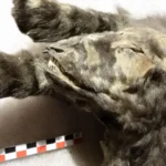 These frozen wolf cubs ate a woolly rhino—and changed what we know about dogs