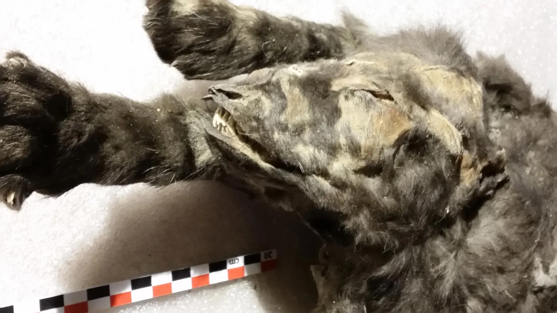 These frozen wolf cubs ate a woolly rhino—and changed what we know about dogs
