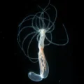 600-million-year-old body blueprint found in sea anemones