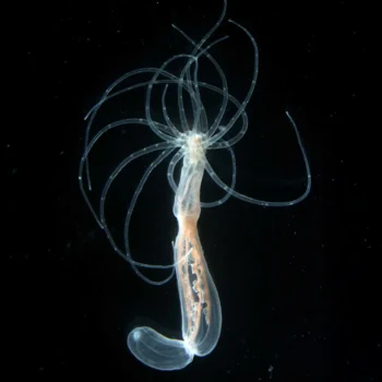 600-million-year-old body blueprint found in sea anemones