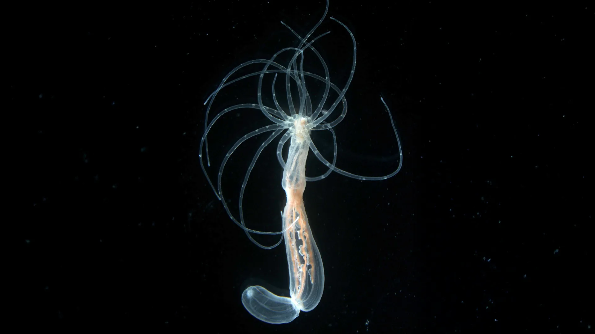 600-million-year-old body blueprint found in sea anemones