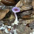 83% of Earth’s climate-critical fungi are still unknown