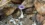 83% of Earth’s climate-critical fungi are still unknown
