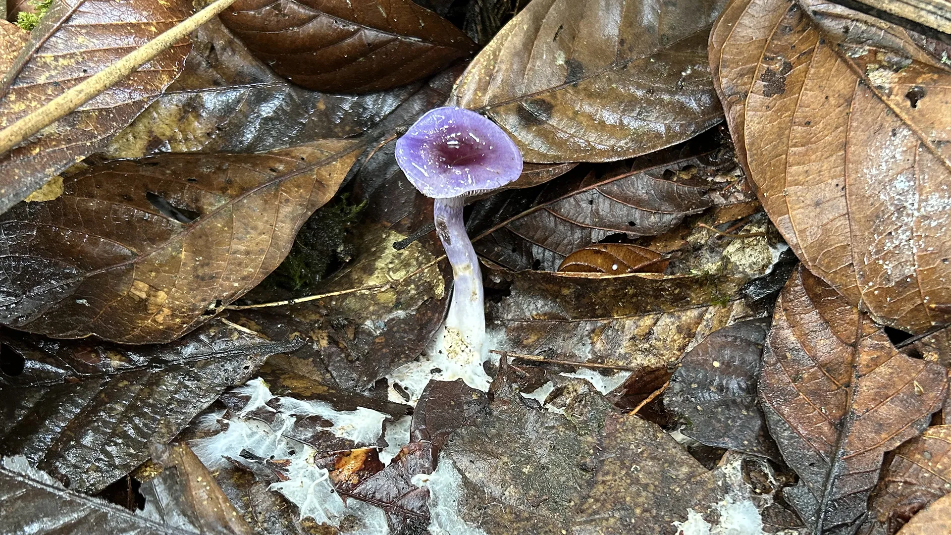 83% of Earth’s climate-critical fungi are still unknown