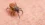 A cholesterol secret inside ticks may halt Lyme disease spread
