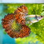 Brighter, bolder, hotter: Why female guppies can't resist orange