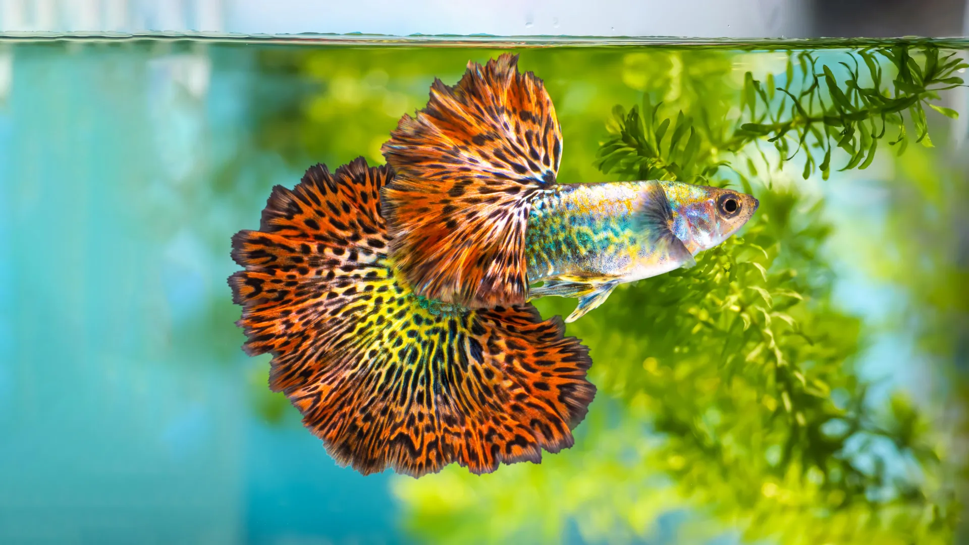 Brighter, bolder, hotter: Why female guppies can't resist orange