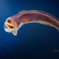 Deep-sea fish just changed what we know about Earth’s carbon cycle