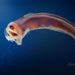 Deep-sea fish just changed what we know about Earth’s carbon cycle