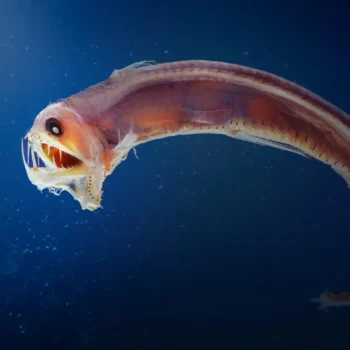 Deep-sea fish just changed what we know about Earth’s carbon cycle