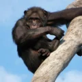 Did humans learn to walk in trees?