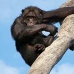 Did humans learn to walk in trees?