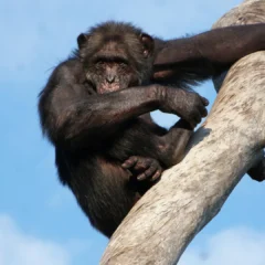 Did humans learn to walk in trees?