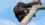 Did humans learn to walk in trees?