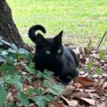 Florida cat sniffs out another new virus—and scientists are listening