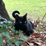 Florida cat sniffs out another new virus—and scientists are listening
