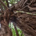 From air to stone: The fig trees fighting climate change