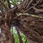 From air to stone: The fig trees fighting climate change