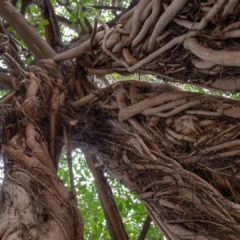 From air to stone: The fig trees fighting climate change