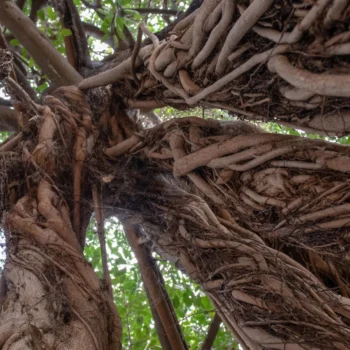 From air to stone: The fig trees fighting climate change