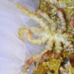 How a lost gene gave the sea spider its bizarre, leggy body