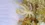 How a lost gene gave the sea spider its bizarre, leggy body