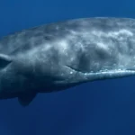 Mining the deep could mute the songs of sperm whales