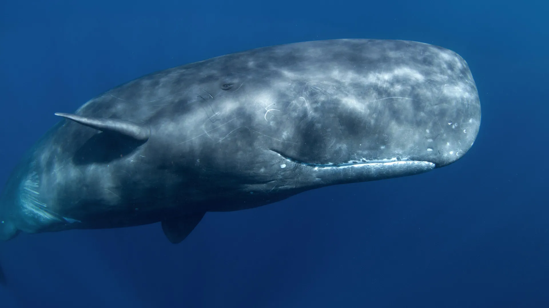 Mining the deep could mute the songs of sperm whales
