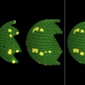 New study cracks the “tissue code” — just five rules shape organs