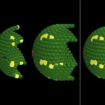 New study cracks the “tissue code” — just five rules shape organs