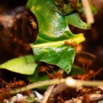 Scientists reprogram ant behavior using brain molecules