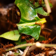 Scientists reprogram ant behavior using brain molecules