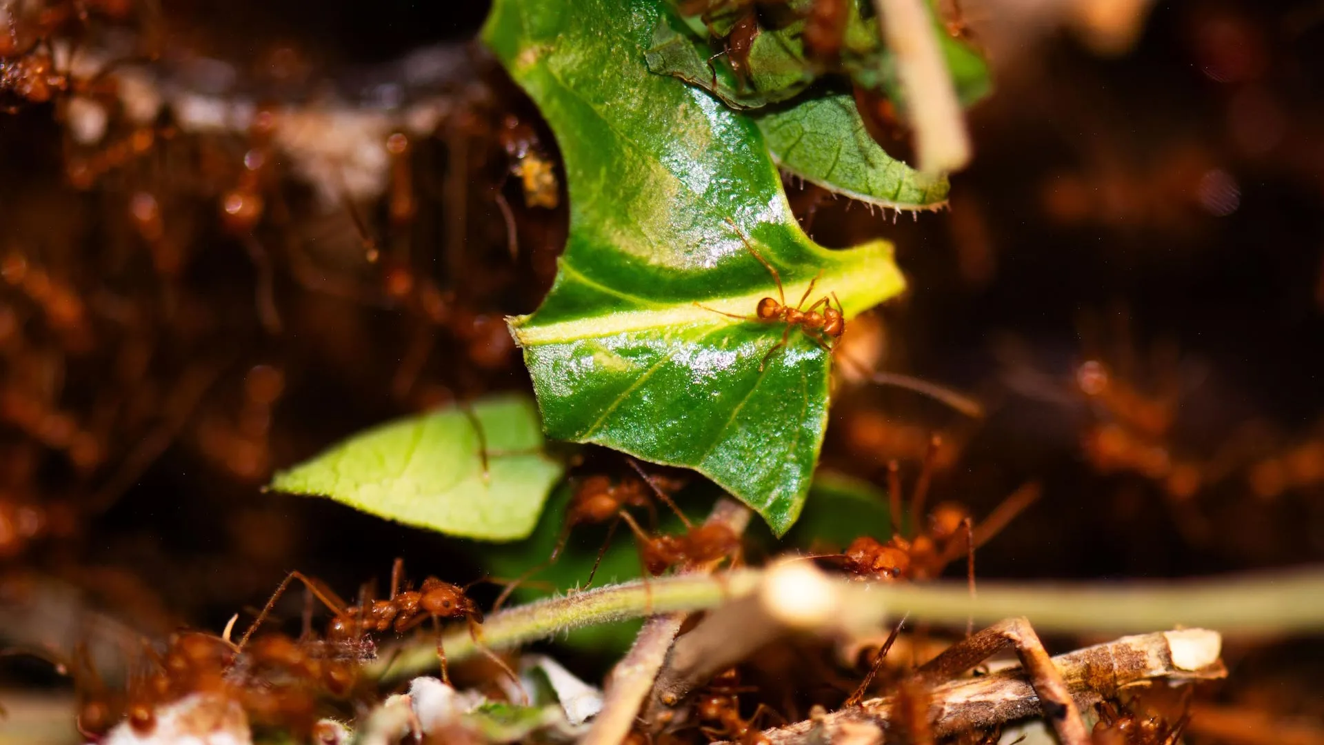Scientists reprogram ant behavior using brain molecules