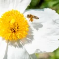 Scientists’ top 10 bee-magnet blooms—turn any lawn into a pollinator paradise