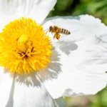 Scientists’ top 10 bee-magnet blooms—turn any lawn into a pollinator paradise
