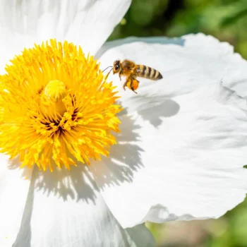 Scientists’ top 10 bee-magnet blooms—turn any lawn into a pollinator paradise