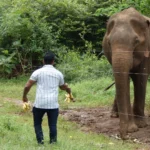 Selfies, sugar, and death: How tourists are endangering elephants