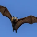 Teen bats are spawning new viruses—here’s why scientists are paying close attention