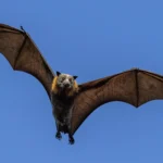 Teen bats are spawning new viruses—here’s why scientists are paying close attention