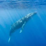 The heatwave that shattered ecosystems, starved whales, and drove fish north