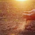 The secret motor protein that slams leaf pores shut—and saves crops
