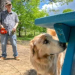 These dogs are trained to sniff out an invasive insect—and they're shockingly good at it