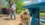 These dogs are trained to sniff out an invasive insect—and they're shockingly good at it