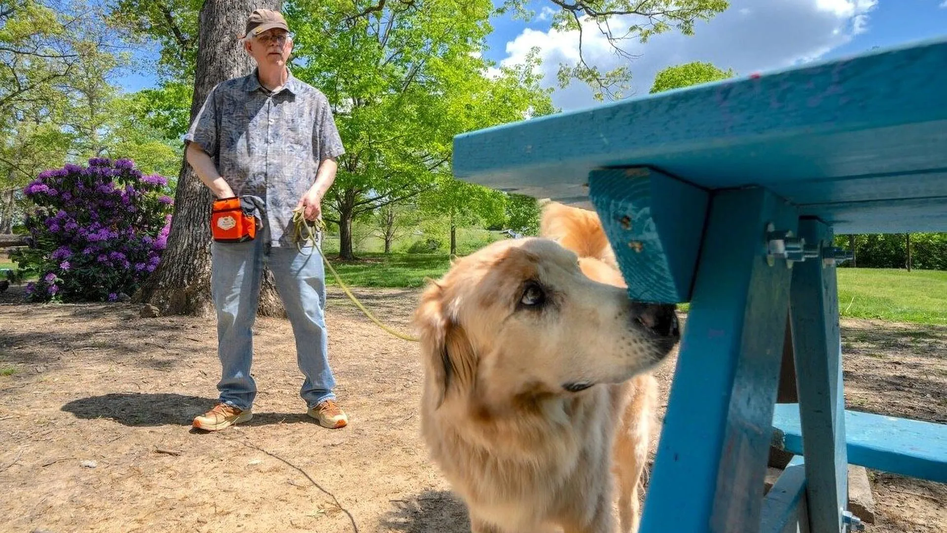 These dogs are trained to sniff out an invasive insect—and they're shockingly good at it