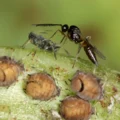 Tiny wasp’s shocking reproductive trick may transform global agriculture
