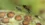 Tiny wasp’s shocking reproductive trick may transform global agriculture