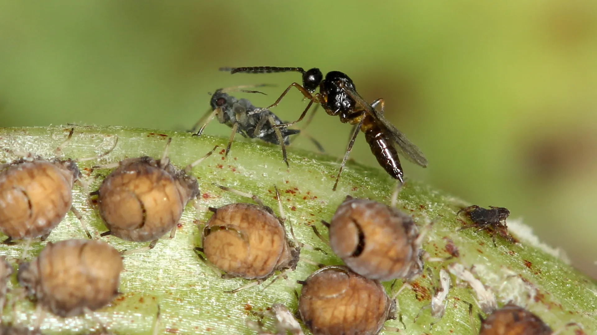 Tiny wasp’s shocking reproductive trick may transform global agriculture