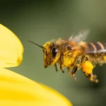 What happens when bees can’t buzz right? Nature starts falling apart